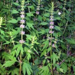 Motherwort-