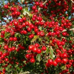 hawthorn-