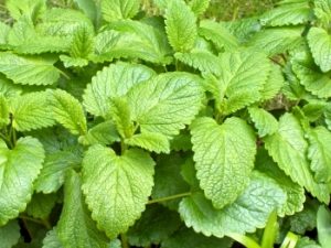 Lemon Balm, Valerian Roots, Buggleweed for Graves' Disease and Hyperthyroidism