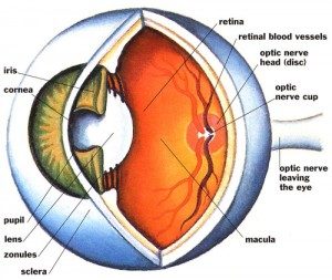 thyroid eye structure