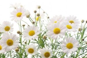 Chamomile for hyperthyroidism in children