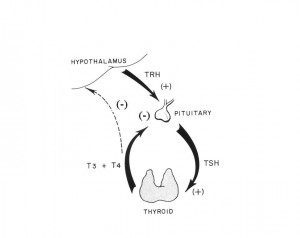 What does your thyroid do?